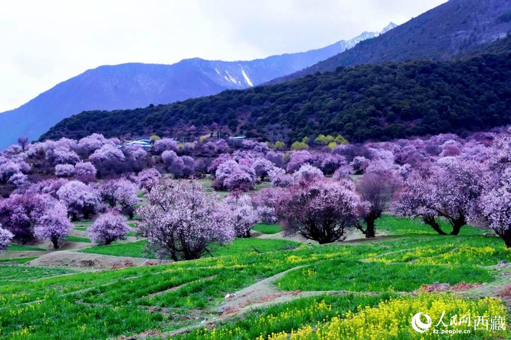 一樹(shù)樹(shù)野桃花開(kāi)得正艷。人民網(wǎng) 李海霞攝