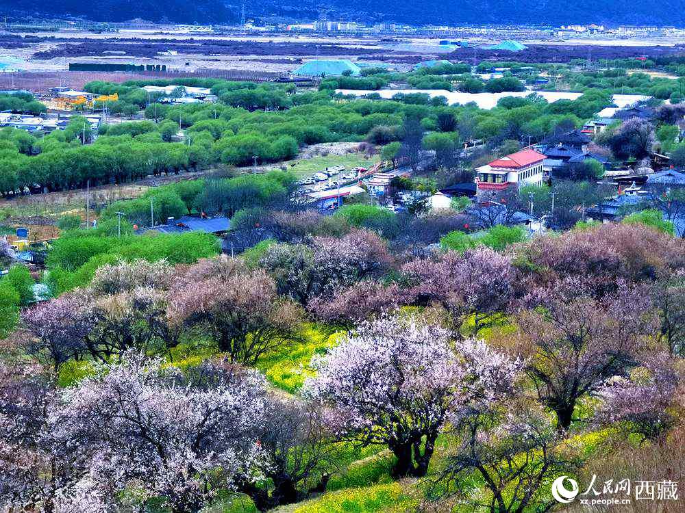 漫山開(kāi)放的野桃花。人民網(wǎng) 李海霞攝