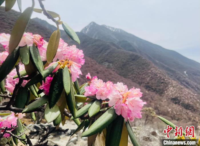 近日，西藏自治區(qū)山南市加查縣索囊溝的杜鵑花競相綻放?！∪轿木?攝