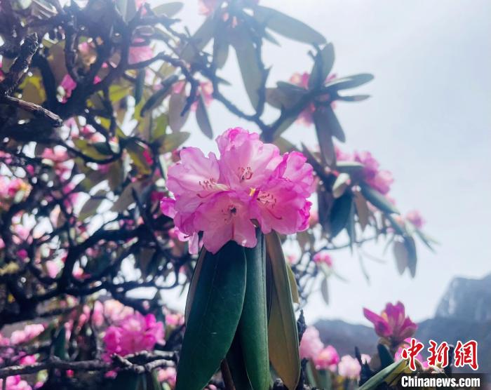 近日，西藏自治區(qū)山南市加查縣索囊溝的杜鵑花競相綻放?！∪轿木?攝