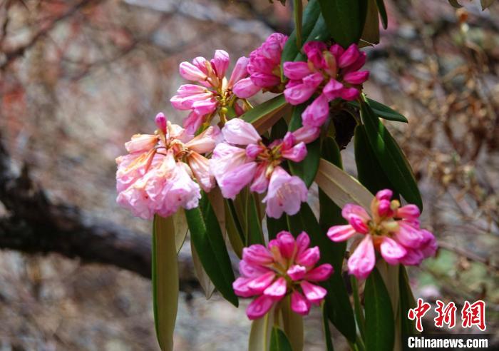 近日，西藏自治區(qū)山南市加查縣索囊溝的杜鵑花競相綻放?！∪轿木?攝