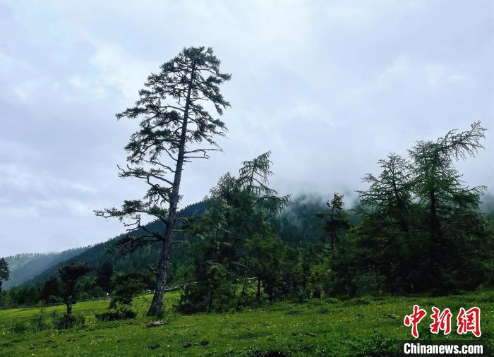 6月10日，魯朗小鎮(zhèn)高山牧場景區(qū)風(fēng)光?！∪轿木?攝