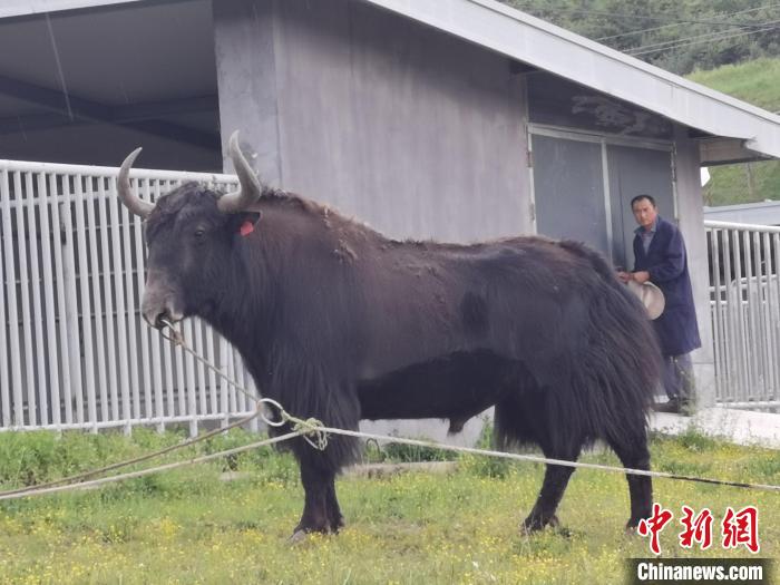 探訪全國最大牦牛產(chǎn)學(xué)研基地：“大通牦?！备牧己笠峒s180萬頭