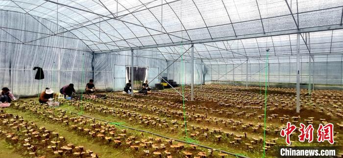 圖為紅太陽(yáng)科技示范家庭農(nóng)場(chǎng)組織民眾采收靈芝。　平措旺青供圖