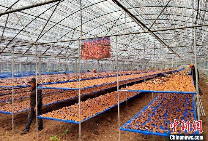 圖為紅太陽(yáng)科技示范家庭農(nóng)場(chǎng)采收的靈芝?！∑酱胪喙﹫D
