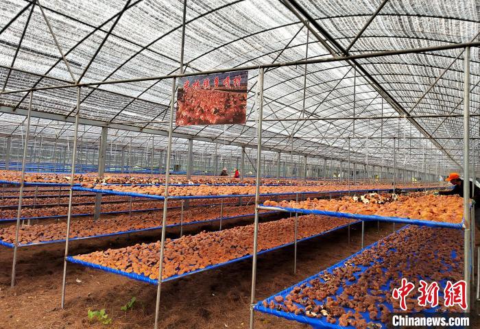 圖為紅太陽(yáng)科技示范家庭農(nóng)場(chǎng)采收的靈芝。　平措旺青供圖