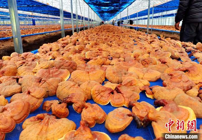 圖為紅太陽(yáng)科技示范家庭農(nóng)場(chǎng)采收的靈芝?！∑酱胪喙﹫D