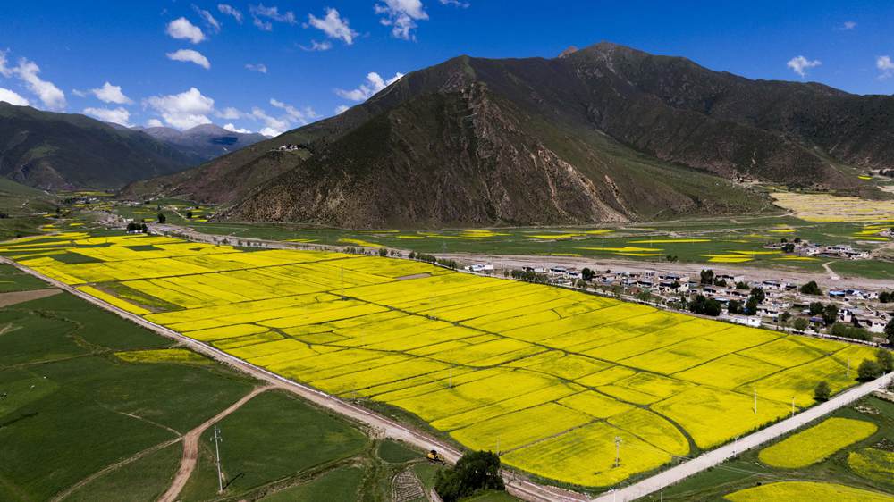 西藏墨竹工卡縣油菜農(nóng)田。