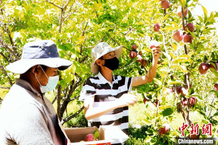 圖為西藏阿里札達(dá)縣底雅鄉(xiāng)村民在自家果園采摘果實(shí)?！“⑼?攝