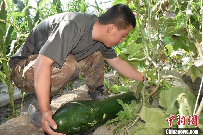 圖為阿里軍分區(qū)某邊防團(tuán)官兵在溫室摘菜?！￡悋[岳 攝