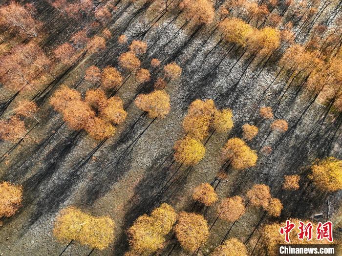 入冬時節(jié)，雅魯藏布江畔的樹林一片金黃?！《拘?攝