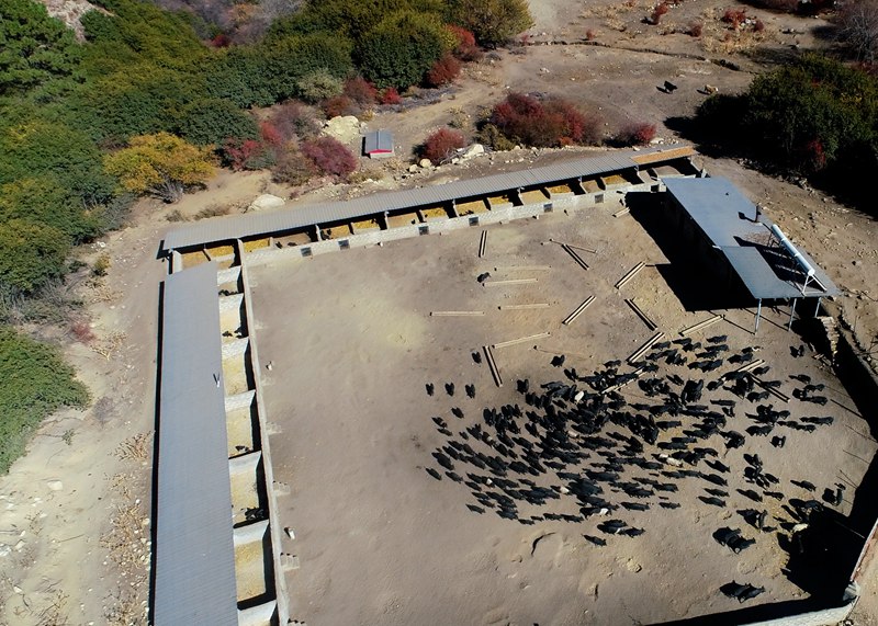 麥村藏香豬養(yǎng)殖基地。