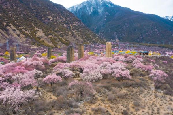 人間桃花源！林芝桃花有多絕？