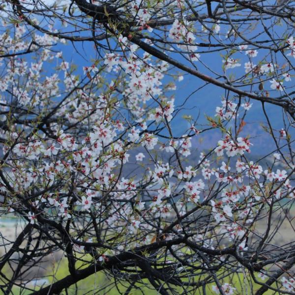 人間桃花源！林芝桃花有多絕？