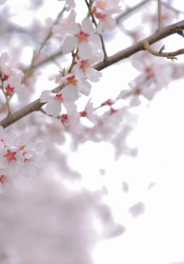 人間桃花源！林芝桃花有多絕？