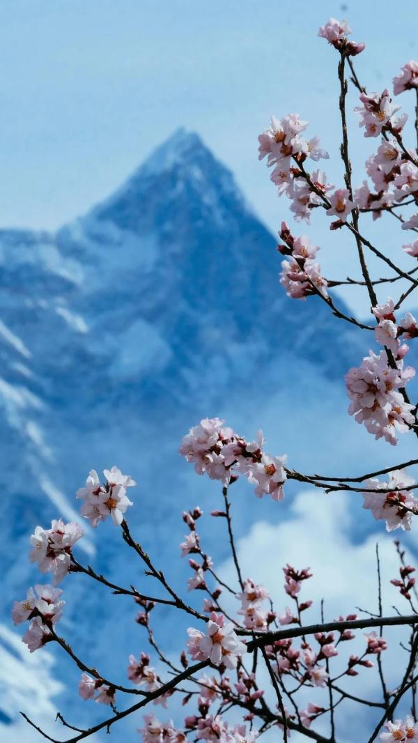 人間桃花源！林芝桃花有多絕？