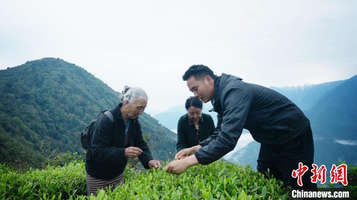 圖為銀發(fā)旅游體驗(yàn)團(tuán)兩位老人體驗(yàn)采茶?！∥鞑貙?zhuān)項(xiàng)旅游協(xié)會(huì)供圖