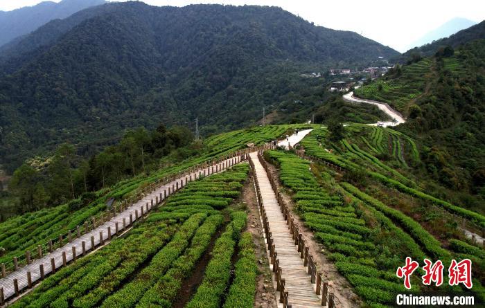 圖為西藏林芝市墨脫縣背崩鄉(xiāng)格林村山頂?shù)木坝^茶園。(無人機(jī)照片) 李林 攝