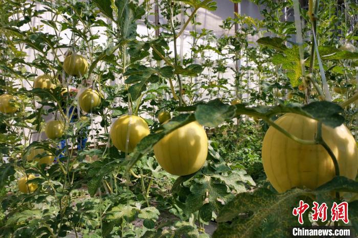 圖為康馬縣大棚內(nèi)的金太陽西瓜?！⒔ㄜ?攝
