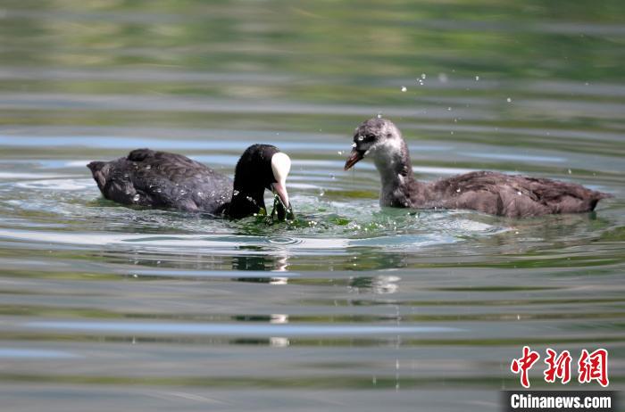 圖為6月22日，棲息在拉魯濕地內(nèi)的古頂雞?！±盍?攝