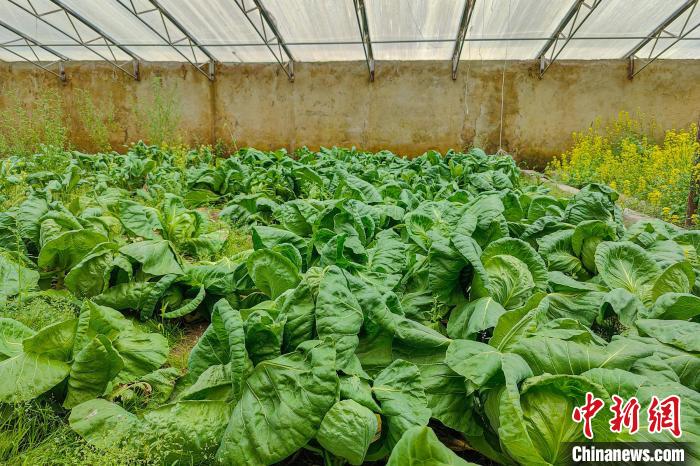 公珠湖執(zhí)勤點的大棚蔬菜，種菜是該執(zhí)勤點輪換民警們的日常?！↓埿▲P 攝