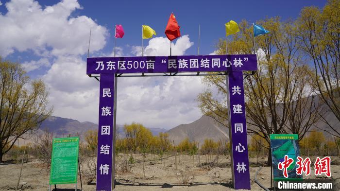 圖為“民族團結(jié)同心林”項目。　乃東融媒供圖