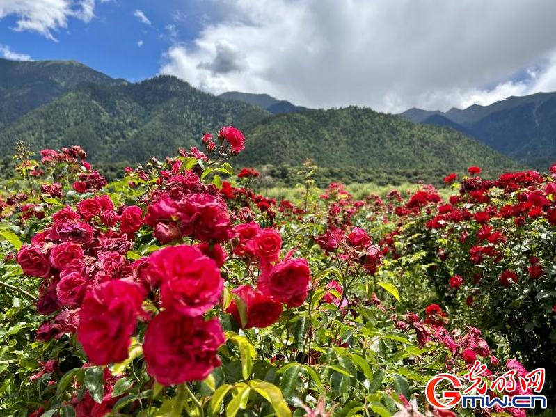 我們的家園丨工布花谷：高原花開香飄全國，產(chǎn)業(yè)經(jīng)濟(jì)增收致富