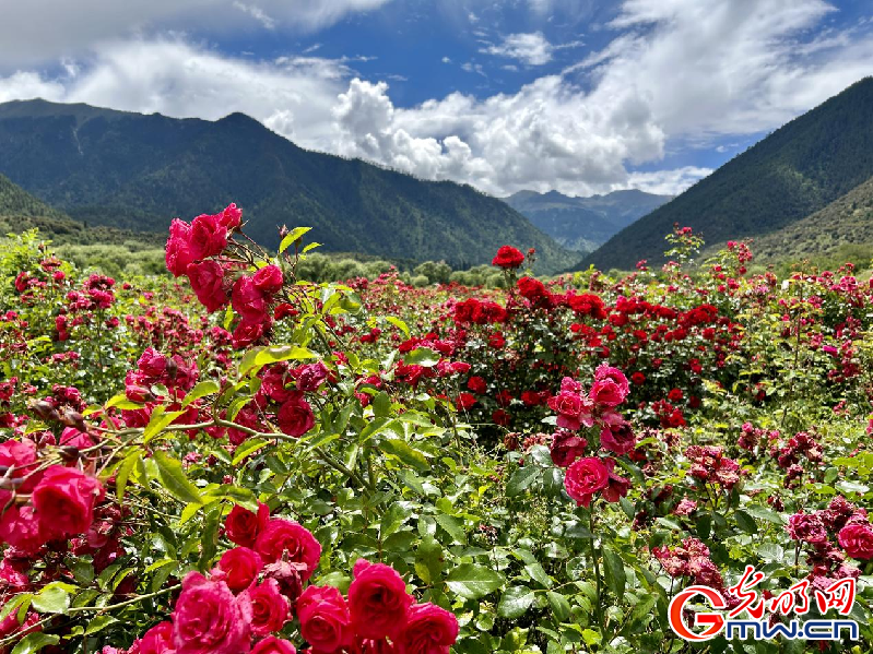 我們的家園丨【組圖】 綠水青山入畫，“金山銀山”筑起