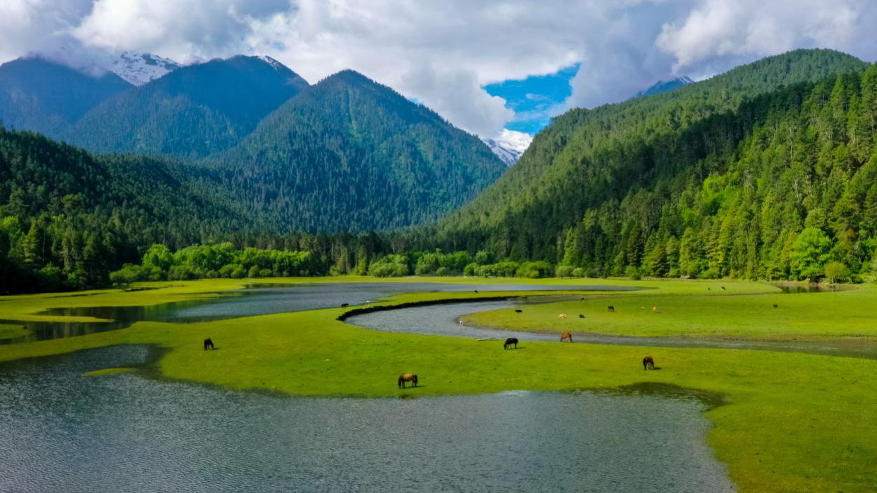 中國(guó)最美十大森林之一崗云杉林。西藏自治區(qū)旅發(fā)廳供圖