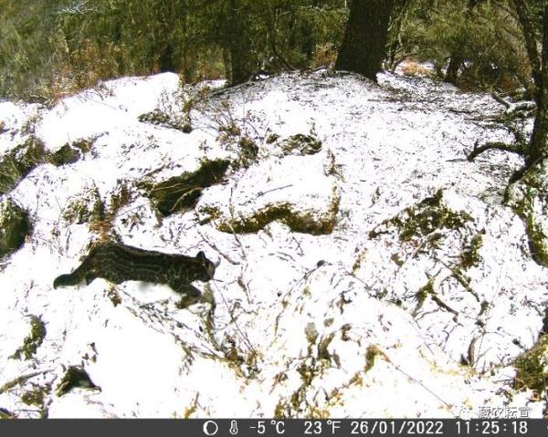 西藏色季拉山發(fā)現(xiàn)雪豹、白頰獼猴等多種珍稀野生動物