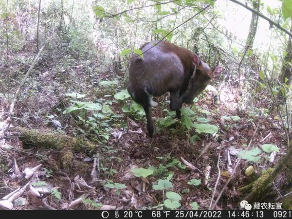 西藏色季拉山發(fā)現(xiàn)雪豹、白頰獼猴等多種珍稀野生動物