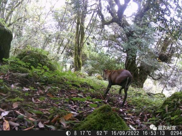西藏色季拉山發(fā)現(xiàn)雪豹、白頰獼猴等多種珍稀野生動物
