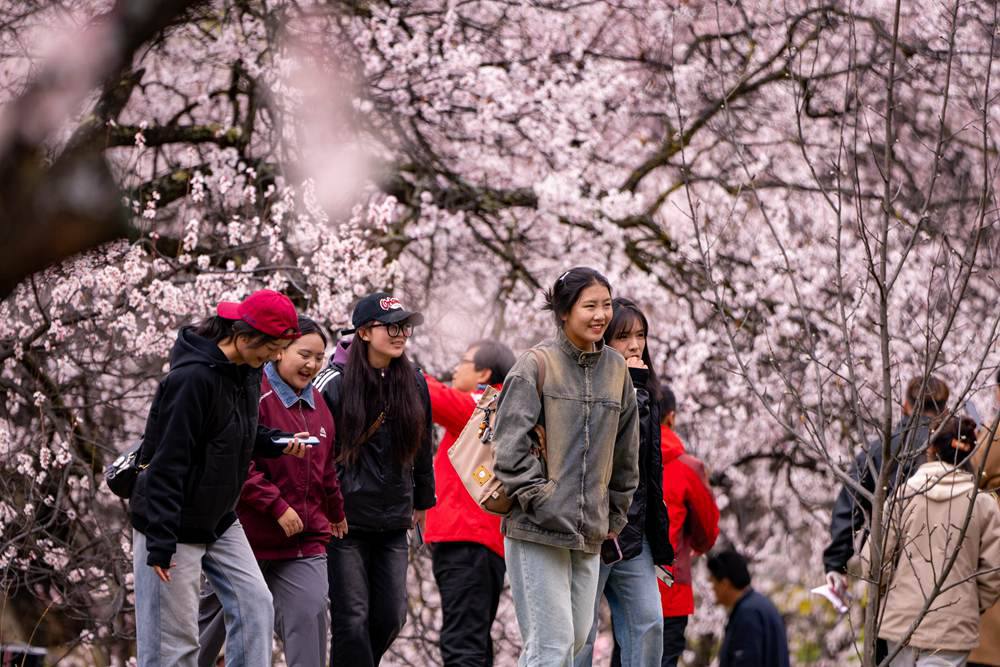 桃花盛開惹人醉，八方游客賞花來。徐馭堯攝
