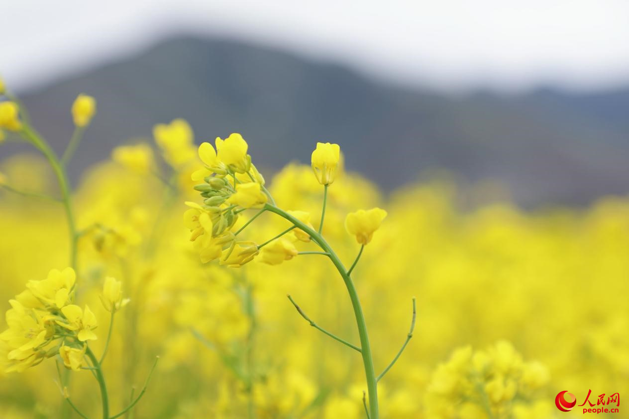 金色油菜花鋪滿大地。 人民網(wǎng) 李海霞攝