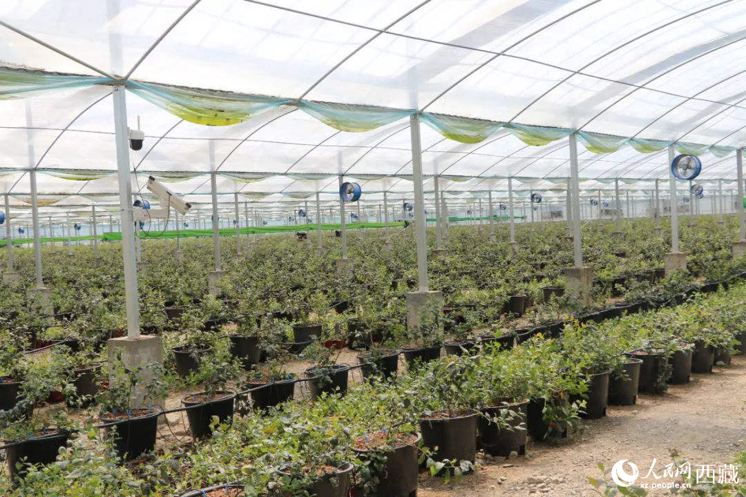 戈壁田園藍(lán)莓工業(yè)化種植基地。次仁龍布攝