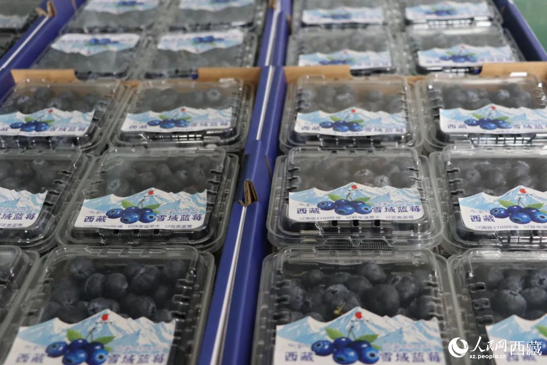 包裝好的藍(lán)莓。次仁龍布攝