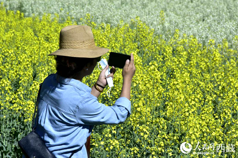 大片油菜花吸引游客到來。人民網(wǎng) 李海霞攝