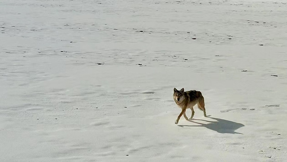 雪地里的阿里“狼”。