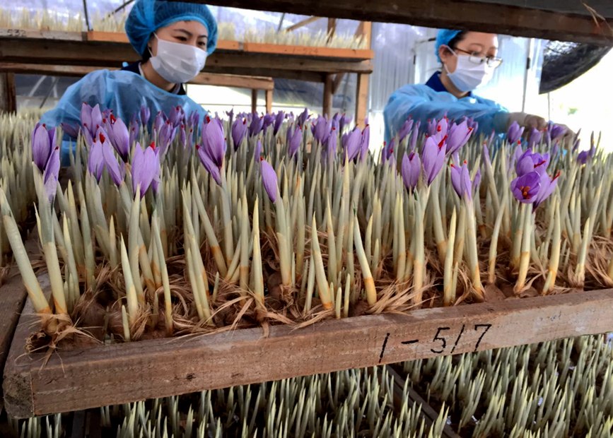 林芝天旺農(nóng)牧產(chǎn)品有限公司藏紅花種植基地工作人員采摘藏紅花。趙新民攝